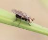 Myopina myopina